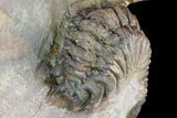 Two Associated Crotalocephalina Trilobites - Foum Zguid, Morocco #125472-10